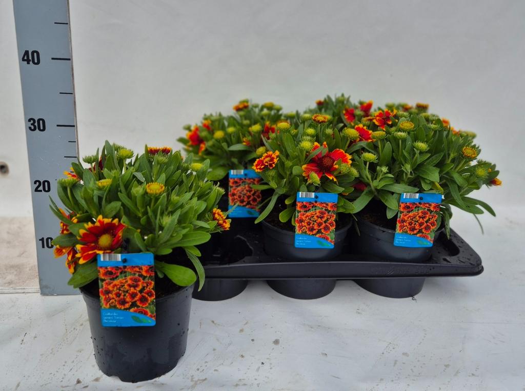 Picture of Gaillardia aristata Spintop Red star burst P17 (2 Ltr)