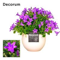 Campanula Porto LL Melanie