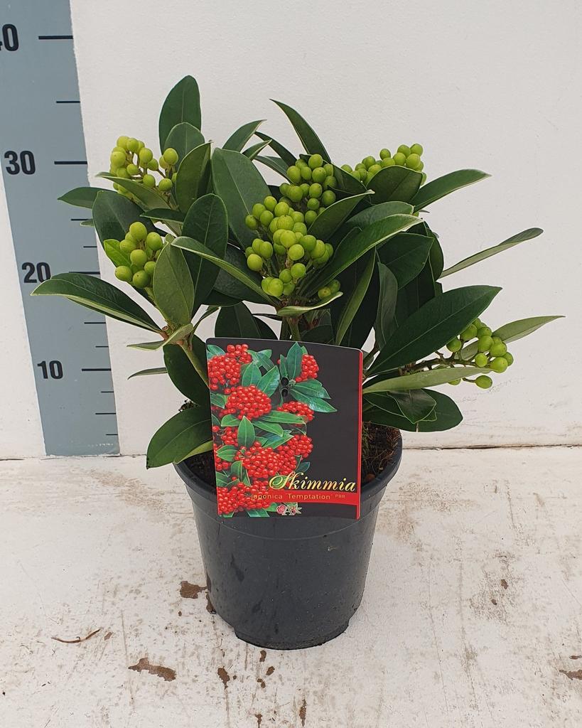Picture of Skimmia jap. Temptation P17 (2 Ltr) 6/7 trusses