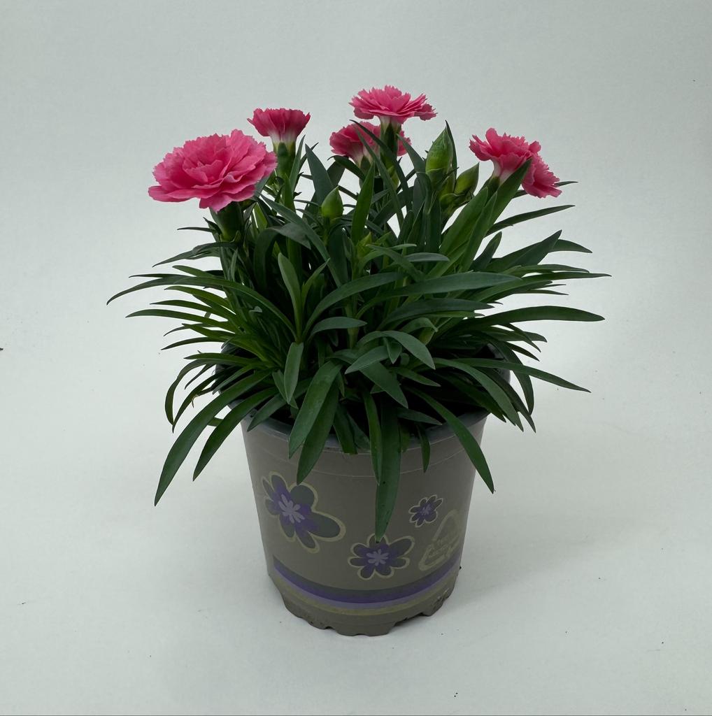 Picture of Dianthus I Love U P11 22CM