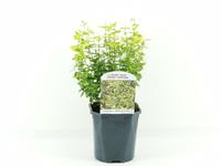 Euonymus fort. Emerald 'n Gold