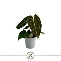 Anthurium Clarinervium Mini