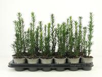Taxus baccata Black Tower