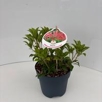 Pieris jap. Mountain Fire