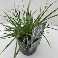 Pennisetum adv. Sky Rocket