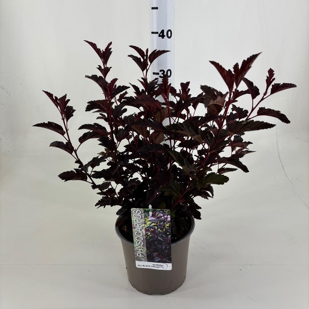 Picture of Physocarpus opu. All Black P19 (3 Ltr)