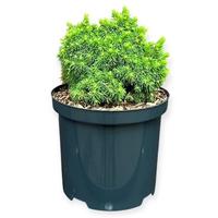 Picea g. Jalako Gold