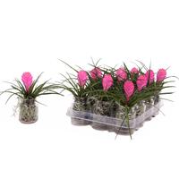 Tillandsia Cyanea in glass