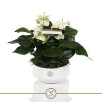 Anthurium Table White Lucca ceramic bowl