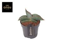 Sansevieria Silver Sweet