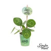 Pilea peperomioides Smylie Plant® - Happy in papercup