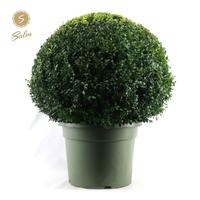 Buxus sempervirens