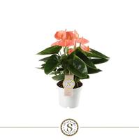 Anthurium Spirit