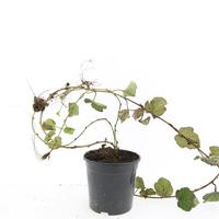 Rubus tricolor