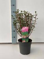 Enkianthus campanulatus