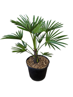 Trachycarpus wagnerianus
