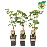 Vitis vinifera Venus (seedless) crafted