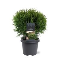 Thuja occ. Tiny Tim