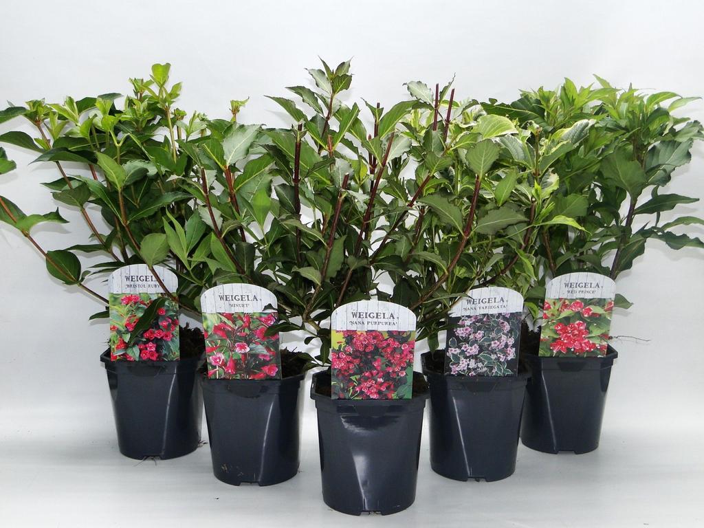 Picture of Weigela in varieties P17 (2 Ltr) Square