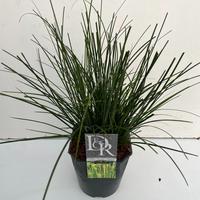 Carex osh. Magic Green