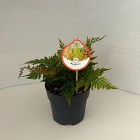 Dryopteris erythrosora