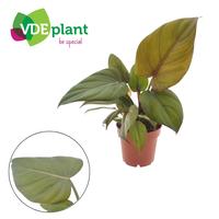 Philodendron Summer Glory