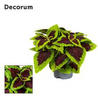 Coleus Alligator Alley (Plectranthus)