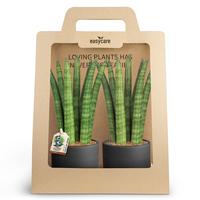 Sansevieria Straight 2-Pack Woodbase Black