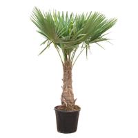 Trachycarpus Fortunei