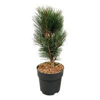 Pinus nigra Loïs