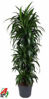 Dracaena Janet Craig branched