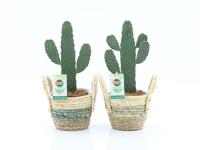Opuntia rubescens Consolea in Noah Stripe