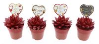 Echeveria miranda red glitter + love label