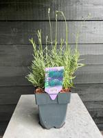 Lavandula ang. Hidcote