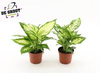 Dieffenbachia Camilla and Compacta
