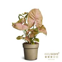 Syngonium Pink Splash