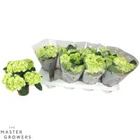 Hydrangea macr. White 3+flowers