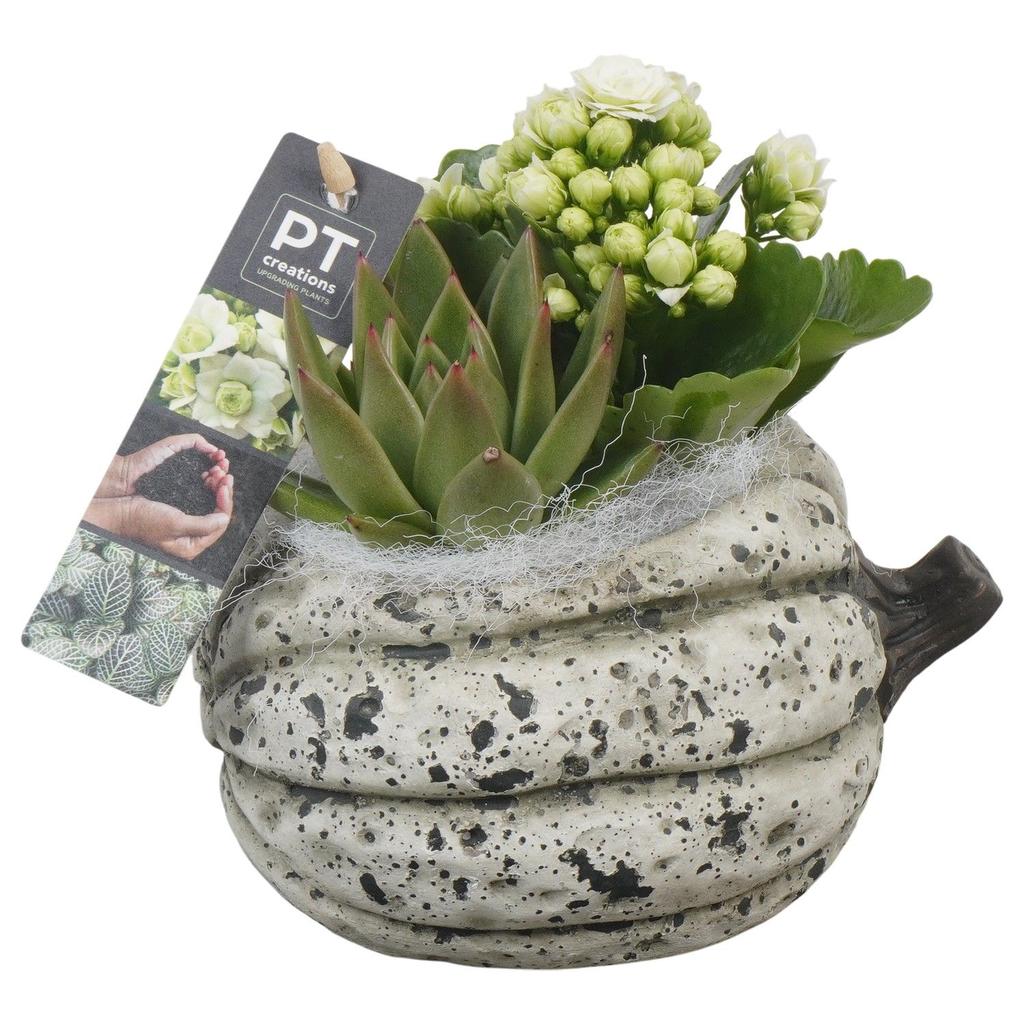 Picture of PTHI5489 Arrangement Autumn indoor in concrete pot P15 16CM
