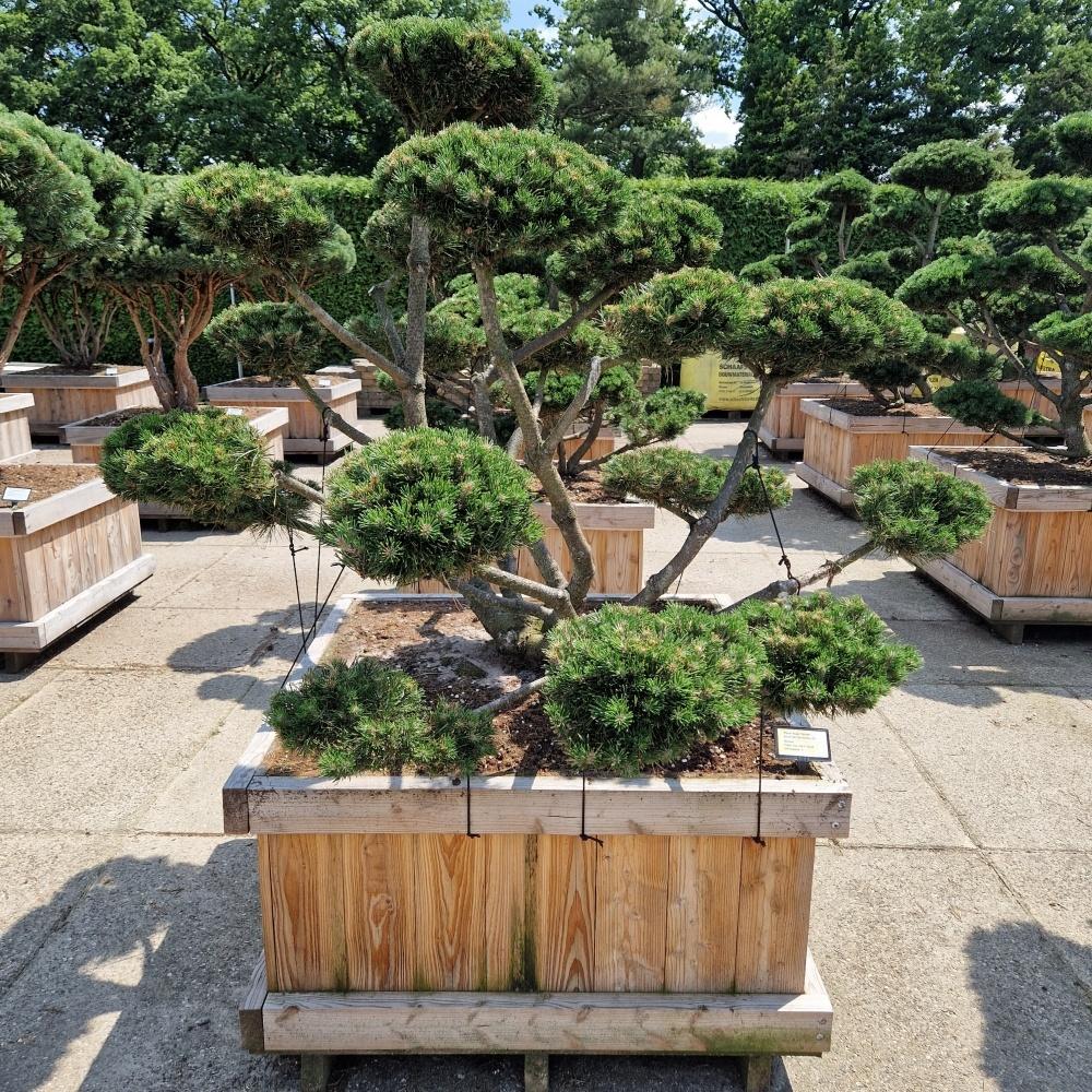 Picture of Pinus mugo Gnom 100-X-100 BONSAI-140/150
