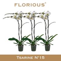 Phalaenopsis hybrid Grandiflora White