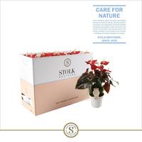 Anthurium Coral Champion in ecobox