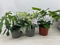 Fatsia in varieties
