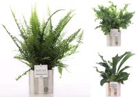 Ferns in varieties in Pure Eline pot 3 (INDOOR)