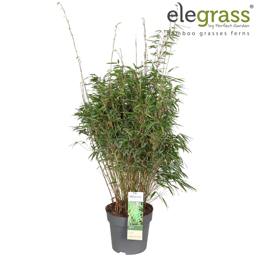 Picture of Fargesia Rufa P29 (10 Ltr)