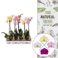 Phalaenopsis hybrid A2 Quality in varieties