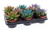 Echeveria MIranda Rainbow tips mix colors