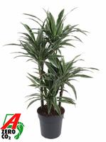 Dracaena Warneckei 60-carrousel