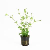 Lysimachia nummularia
