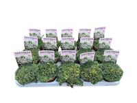 Saxifraga pan. Aizoon