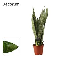 Sansevieria Zeylanica Regular